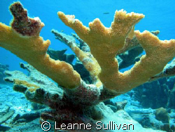 Elkhorn Coral in Bonaire by Leanne Sullivan 